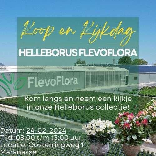 Koop en kijkdag bij Helleborus FlevoFlora op zaterdag 24 februari